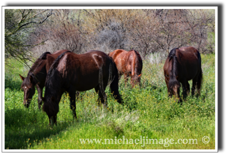 "wild horses feeding 2"
verde river, rio verde, az.